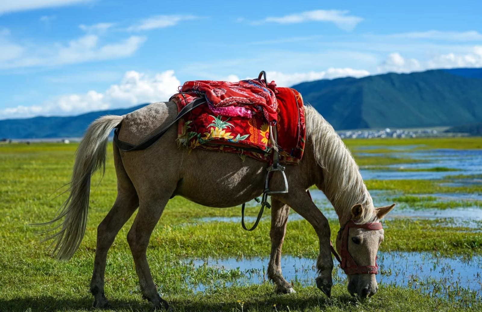 Horseback Riding through Napahai