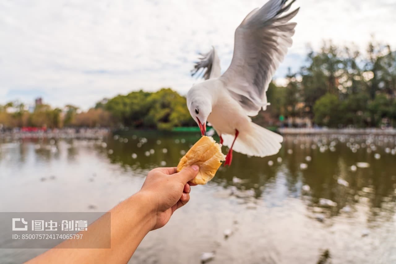 Feed the Red-billed Gulls