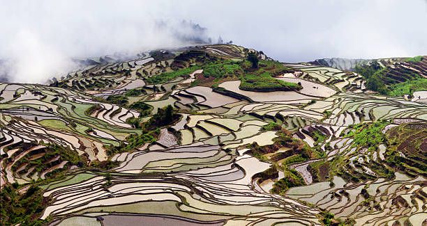 Yuanyang Rice Terraces: Complete Photography & Travel Guide