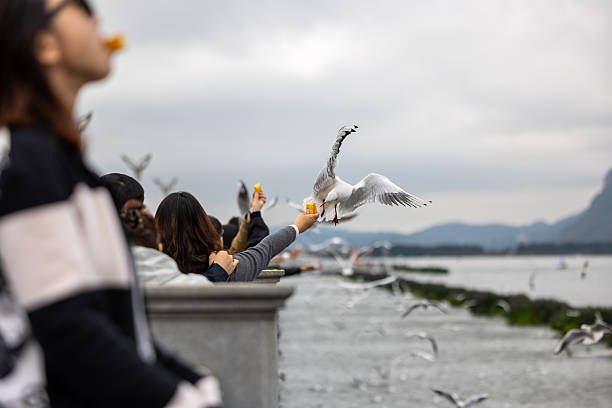 Dianchi Lake Kunming: Complete Guide to the 'Sparkling Pearl of the Plateau'