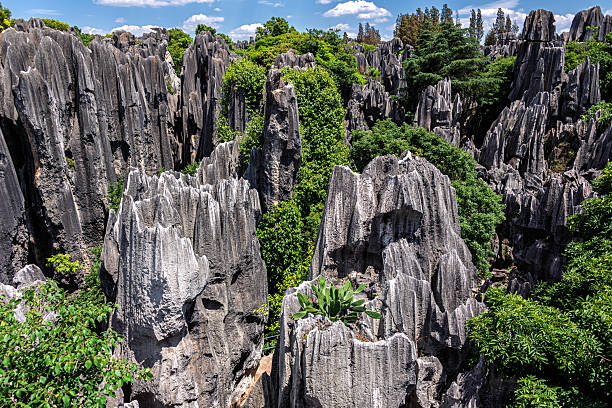 Stone Forest Kunming: Complete Guide to Yunnan's UNESCO Karst Wonderland